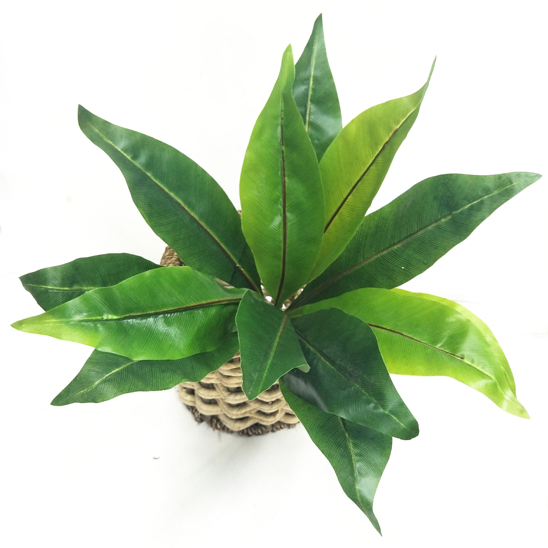 DIY artificial bird's nest fern, magnolia leaf, artificial plant wall accessories, small bonsai, green plants, hand-felt leaves, Brazilian wood detail image 2