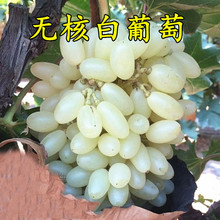 马奶提子葡萄 无核奶油葡萄 白牛奶葡萄苗 南方北方种植当年结果