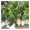 Base osmanthus Four Seasons Gui Xiaomiao Dangnun Cinnamon Cinnamon Potted Plant Plant Planting Specifications Complete and fully wholesale