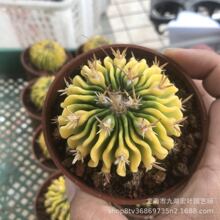 �������\��Ȼ�\ǧ���f�� ֱ��5-6cm����ֲ��������ɳ��ֲ��������