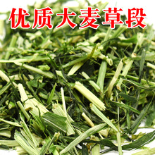 兔子草大麦草段 牧草绿草 大麦草 10公斤