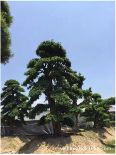 �ձ��_�h�Ɉ�r �����_�h�� �辰�_�h�����l �ԼҖ|�� �gӭ��ԃ