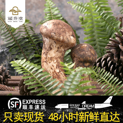2019年香格里拉野生新鲜松茸 人工精选各种规格/500克顺丰包邮|ru