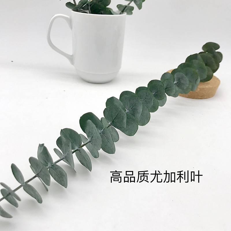 尤加利叶 特A小叶永生花花材批发有加利叶辅材昆明工厂单支铜钱桉|ms