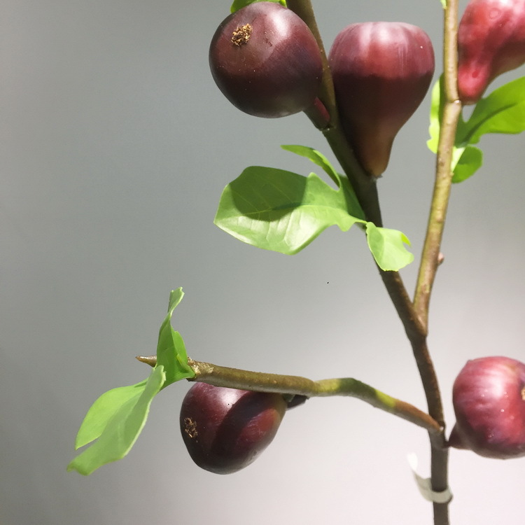 3-6酒红色无花果.JPG
