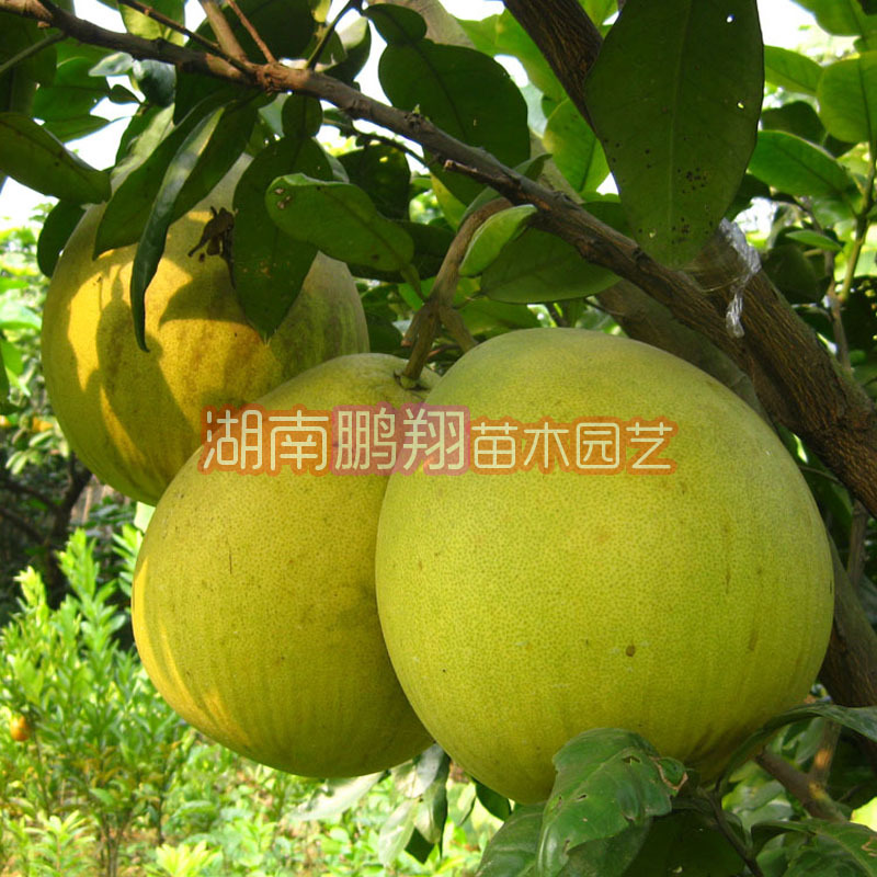 湖南果树苗批发柚子苗嫁接果苗天皇蜜柚苗柚子树苗果大味甜|ms