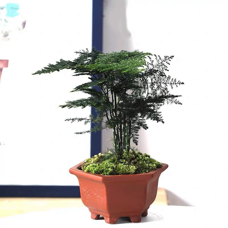 Дышащий мясистый цветочный горшок красная керамика зеленое растение цветок мясистый горшок гостиная балкон растение цветочный сосуд фиолетовый песок Милая мясистая керамика