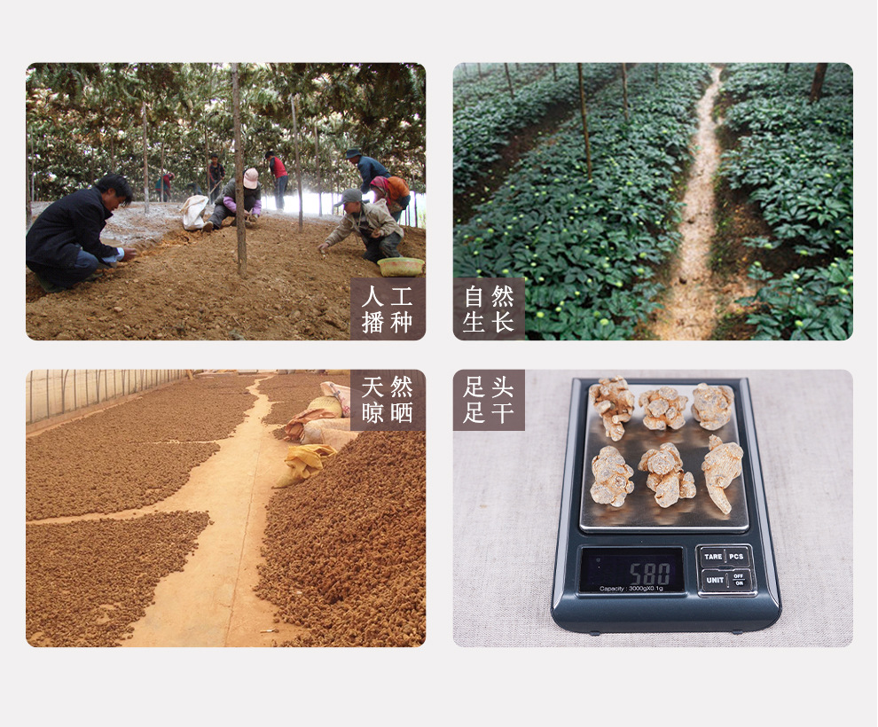 Sanqi Notoginseng Root 20 Head Grade Dried Tianqi Whole Roots 500g Yunnan Wenshan quality and texture