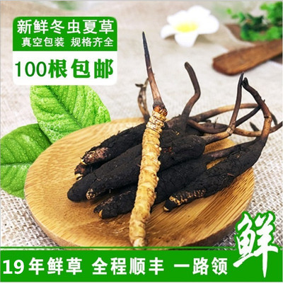 2019年西藏那曲新鲜虫草 真空瓶子包装 鲜虫草 新鲜冬虫夏草|ms