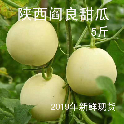 2斤/5斤一箱  陕西西安阎良甜瓜2019年新鲜甜瓜