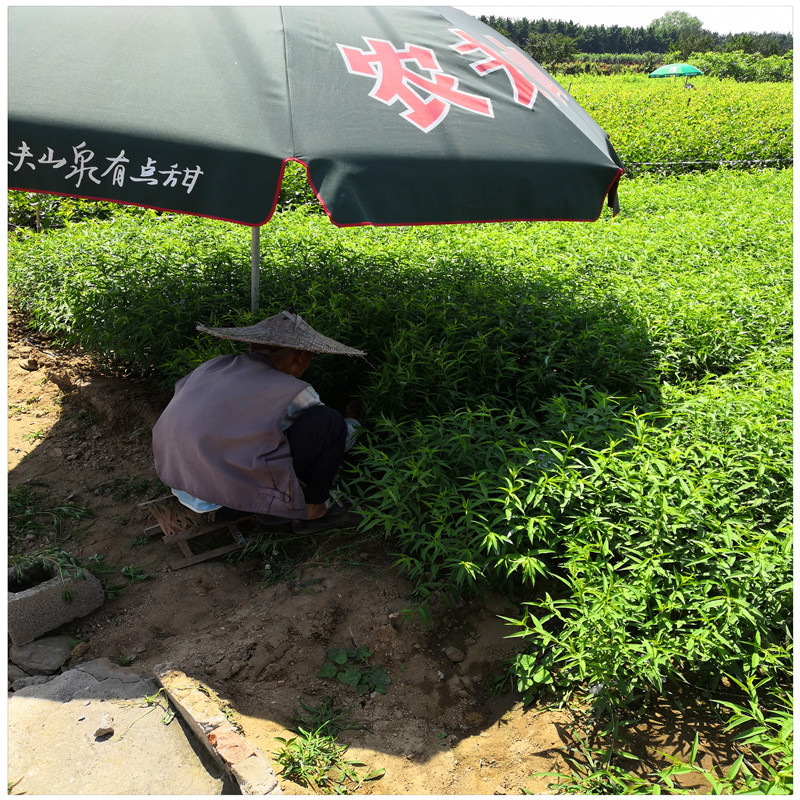 黄桃桃树苗 蟠桃树苗 新品种桃树苗接穗 桃芽出芽率高 品种全