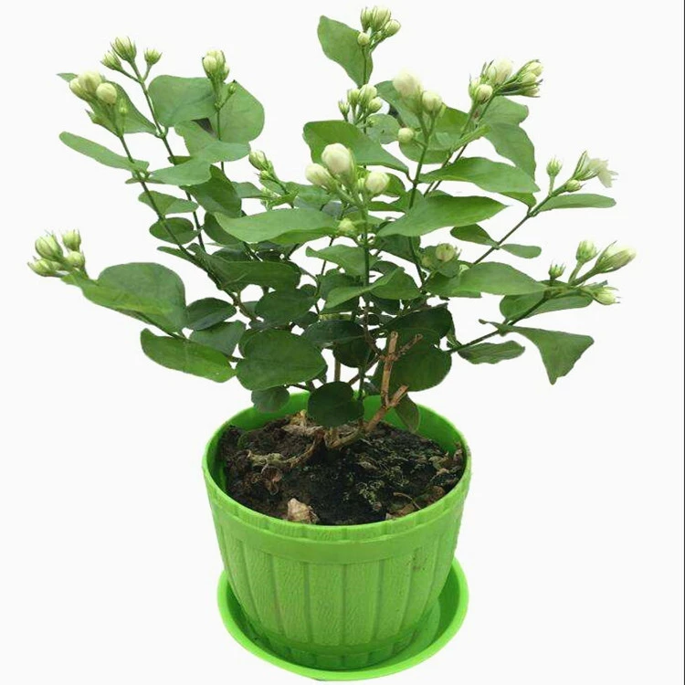 Четыре сезона в горшке двухцветный Жасмин ароматическая очистка воздуха зеленое растение крытый балкон цветы рассада белого жасмина