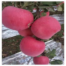 红富士苹果苗批发 烟富系列哪个品种好 矮化苹果树价格