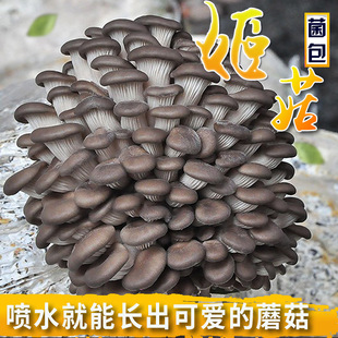 ���l���������̨Ȥζ�Nֲ��������ʳ��Ģ�����N�Ӽ�ͥ�Nֲ�̨