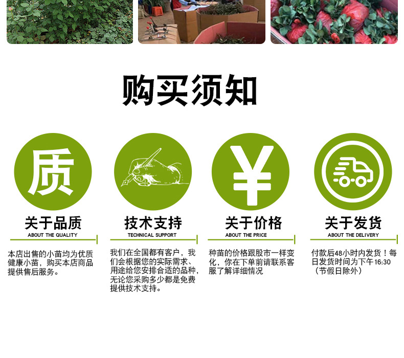 粉色荔枝玫瑰苗_15