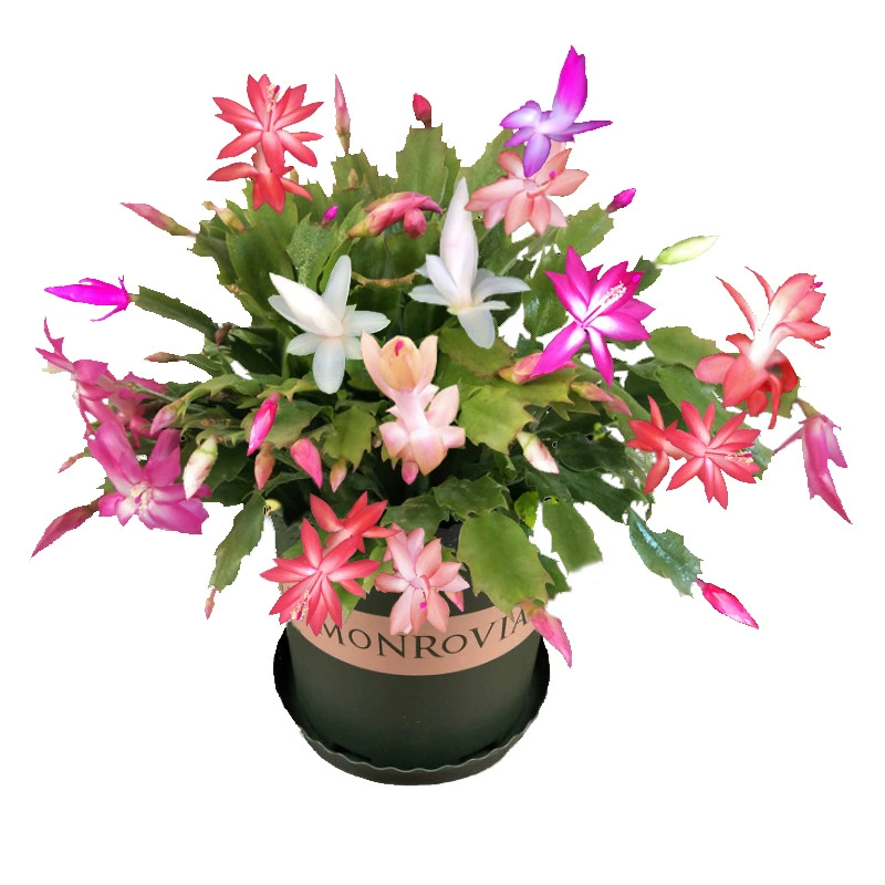 Цветочный горшок Многоцветный Краб Коготь Орхидея Рассада Цветы в горшках Четыре сезона Цветущая Внутренняя гостиная Наблюдение за цветами Растения поглощают формальдегид