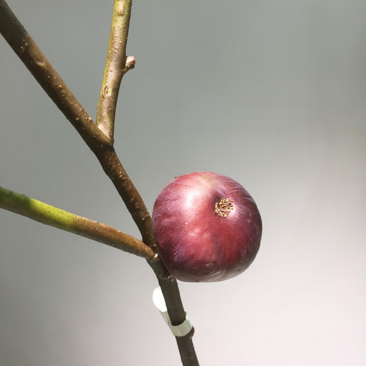 3-5酒红色无花果.JPG