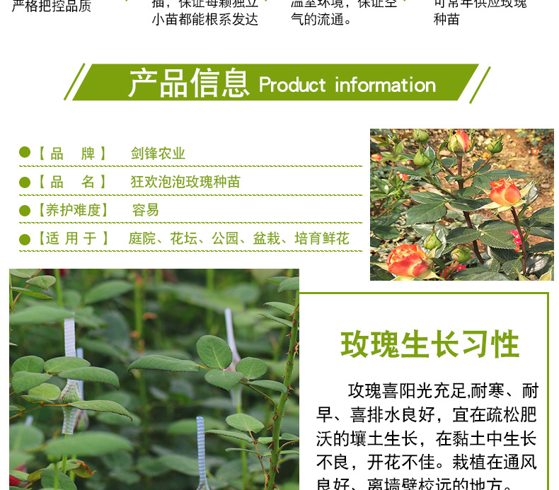 狂欢泡泡玫瑰苗_06