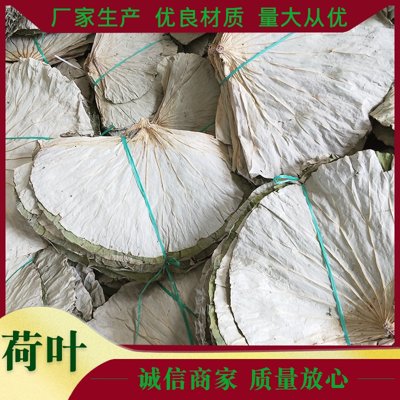 [Сухие листья лотоса] Dingxin Сельскохозяйственная продукция Сухие листья лотоса Озеро Вэйшань