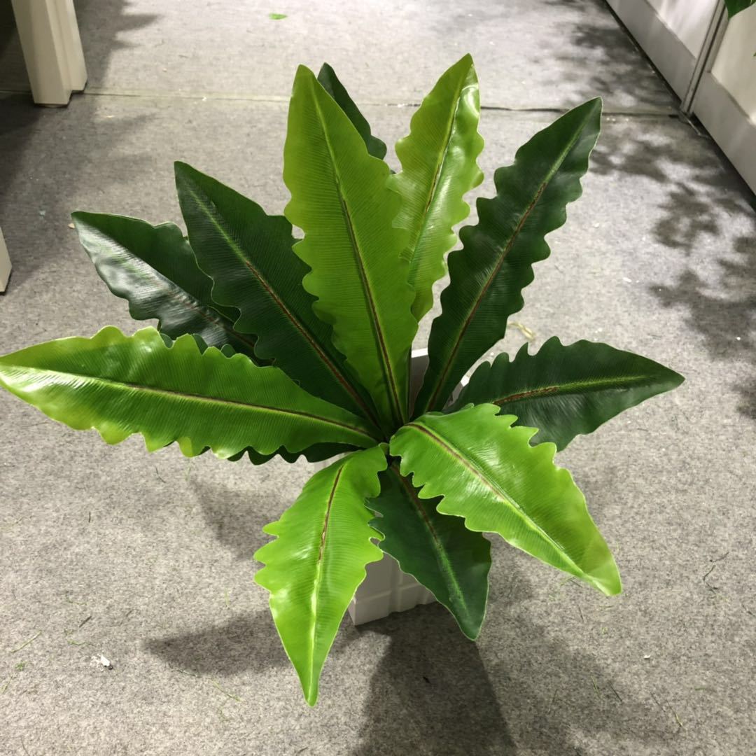 DIY artificial bird's nest fern, magnolia leaf, artificial plant wall accessories, small bonsai, green plants, hand-felt leaves, Brazilian wood detail image 7