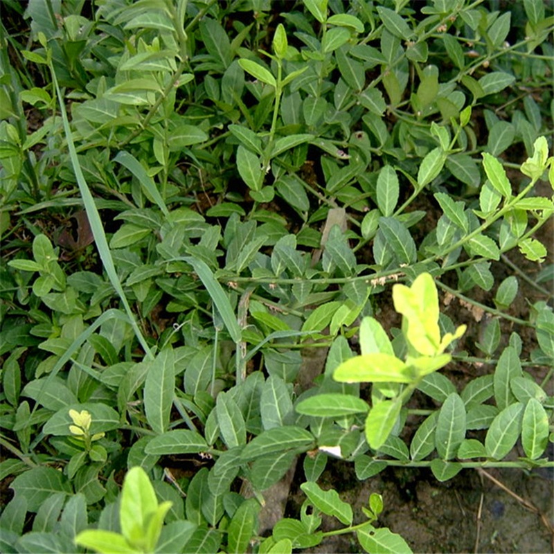 批发庭院爬藤植物小叶扶芳藤 大叶扶芳藤 攀缘植物 青叶蔓.爬山虎|ru