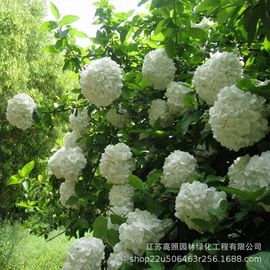 盆栽;乔木;灌木