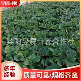 番薯类;瓜果类;速冻果蔬类