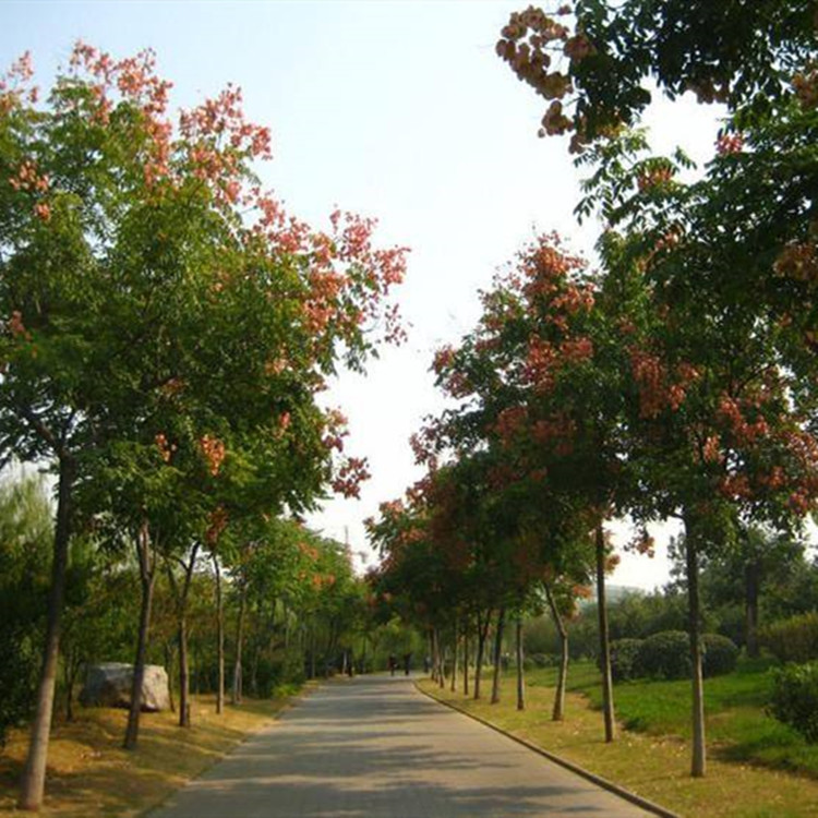 栾树苗庭院风景树黄山栾北京栾树大树苗南方北方种植园林绿化树苗-阿里巴巴