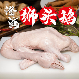 Национальная оптовая заводка на заводе Прямые продажи Shantou Chenghai Dishied Goose Ice Fresh Lion Head Gose Meat Dist