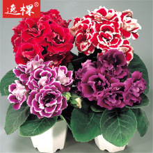 菜芙蓉花价格 菜芙蓉花价格批发 促销价格 产地货源 阿里巴巴