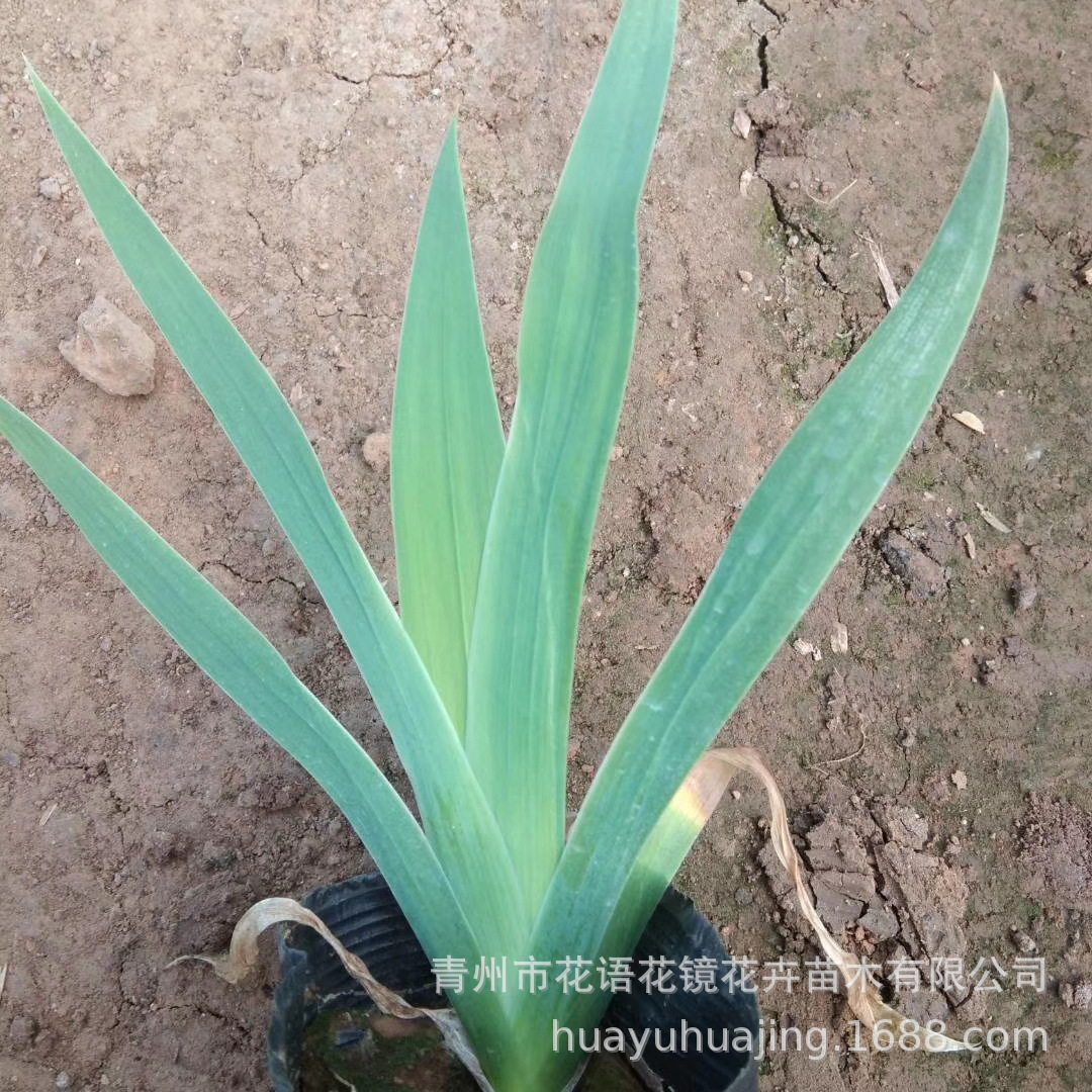 宿根地被草花绿色系紫花鸢尾水生鸢尾蓝花湿地庭院道路公园绿化 种苗花卉网 宿根地被草花绿色系紫花鸢尾水生鸢尾蓝花湿地庭院道路公园绿化 种苗花卉网