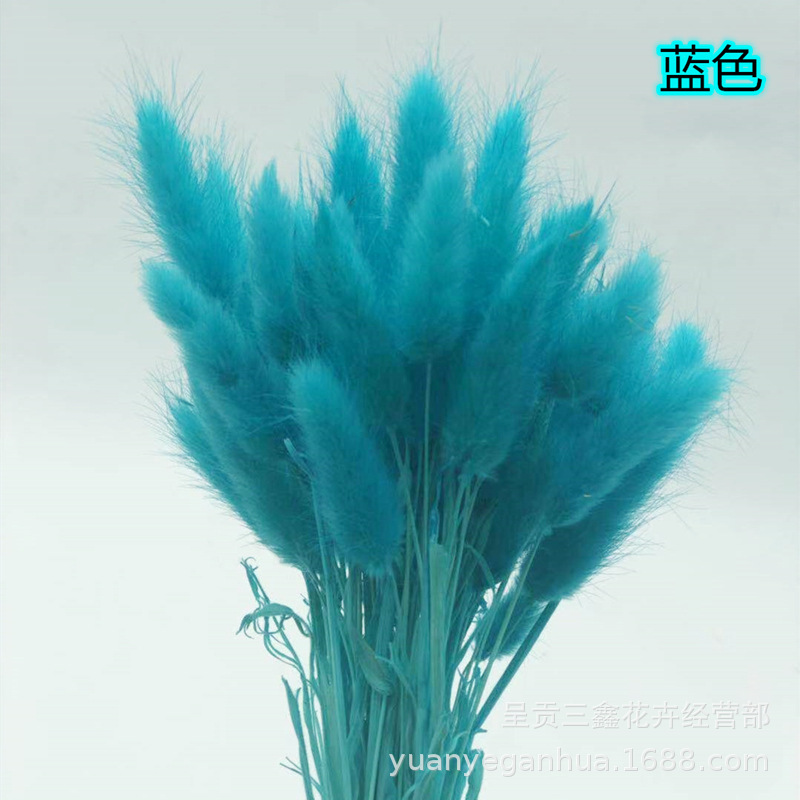 兎尾草蓝色.jpg