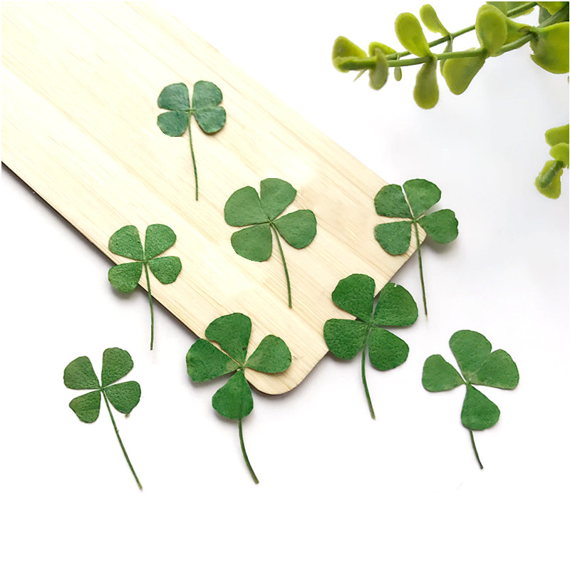 organic lucky clover