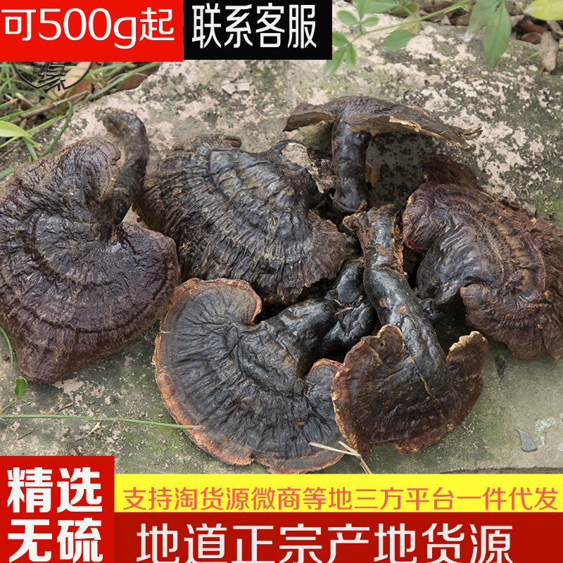 大货批发西藏野生白心灵芝 中大个白灵芝 1斤起包邮可帮切片磨粉|ms