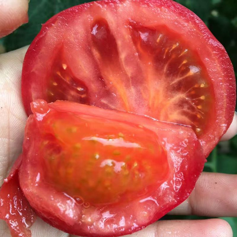 【山东海阳普罗旺斯西红柿】包邮新鲜番茄起沙多汁西红柿一件代发