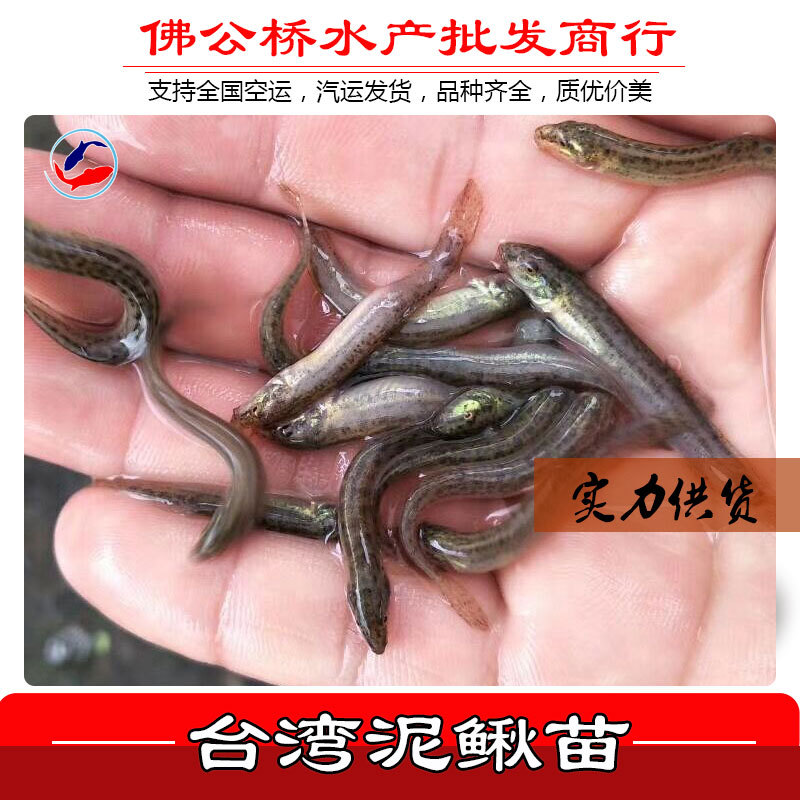 热卖推荐 台湾泥鳅鱼苗 大副鳞泥鳅苗泥鳅水花苗 规格齐全