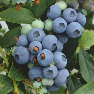 ϲ���{ݮ�� ���س������l����Y��������֦Ʒ�Nϲ���{ݮ��r��