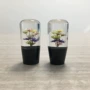 改装干花汽车波棍头
