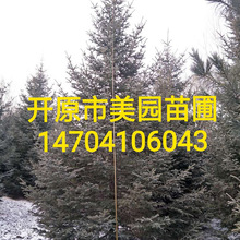 销售：青仟云杉 云杉树苗圣诞树 树形优美 价格优惠 常年批发