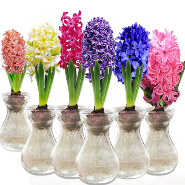 wholesale Hyacinth Seed ball Hydroponics Soil culture Hyacinth Hydroponic plants Flower Potted plant winter Cold-resistant