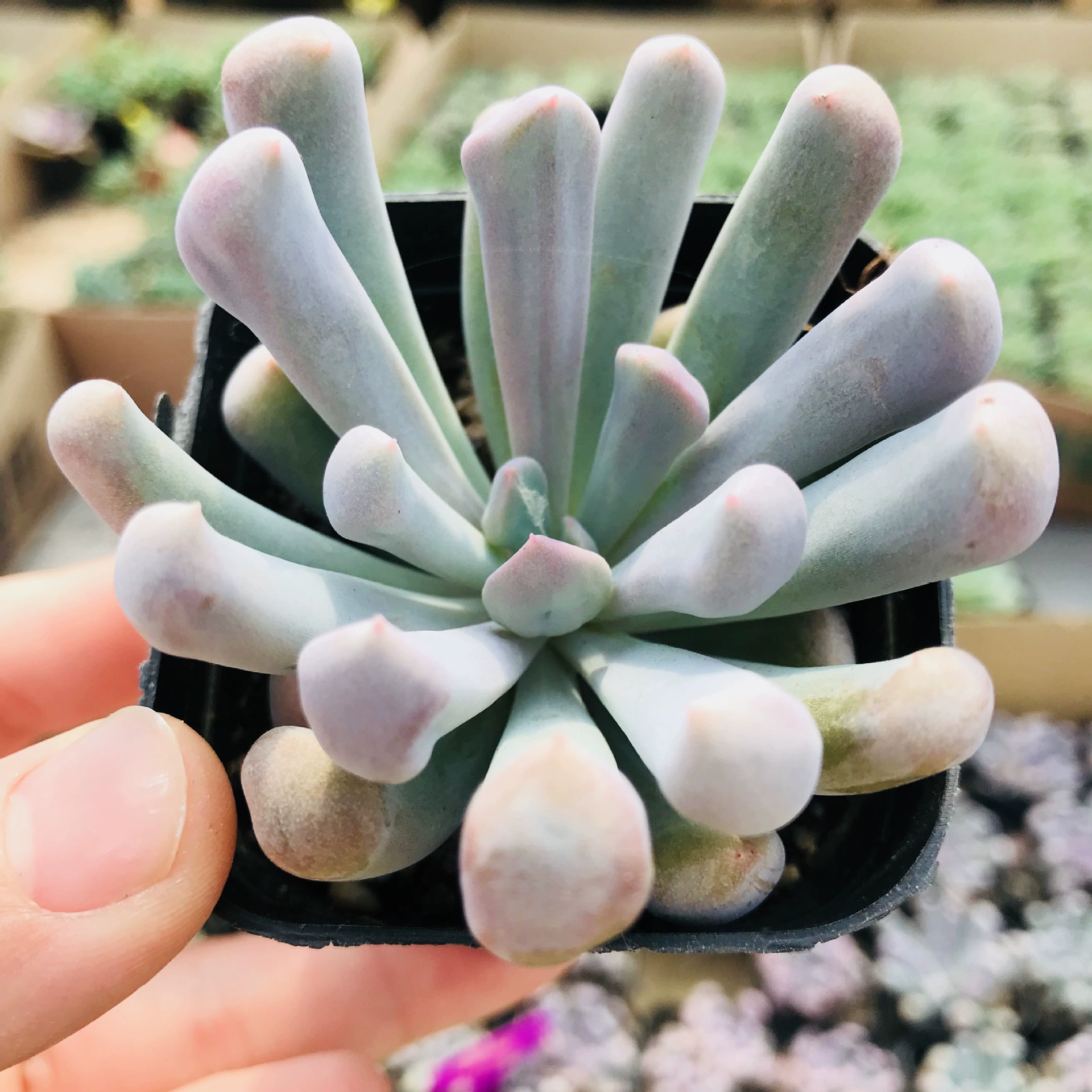 Продажи теплиц Амур Мясо Амура Мясные растения Новичок Хороший офис Амур