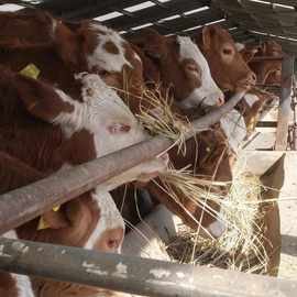 【黄牛】山区放养小黄牛苗母牛养殖场 园林圈养怀孕种黄牛厂家
