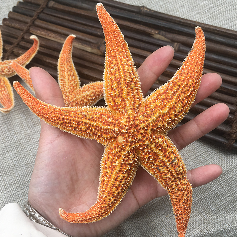 海星干 五指海星 泡酒原料 各种规格 量大从优