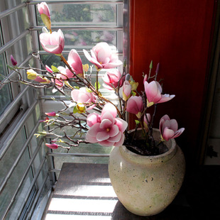 ���Q��Ʒ���滨�ָ��^�z���mľ���L֦����Wʽ�Ҿ��b�ƿ���羳