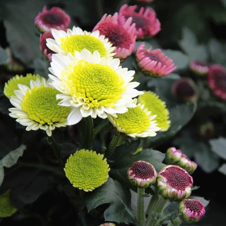 Семена ромашки Крытый Открытый балкон Семена ромашки в горшке Легко выращивать сад