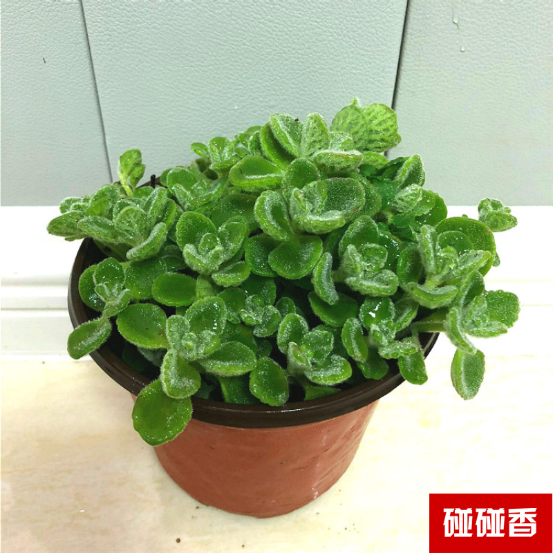 Planta verde de escritorio mayorista flor de oficina flor de rosa verde árbol rico base de plantas de maceta interior suministro image 29