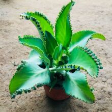 多肉植物寬葉不死鳥 多肉植物寬葉不死鳥批發 促銷價格 產地貨源 阿里巴巴