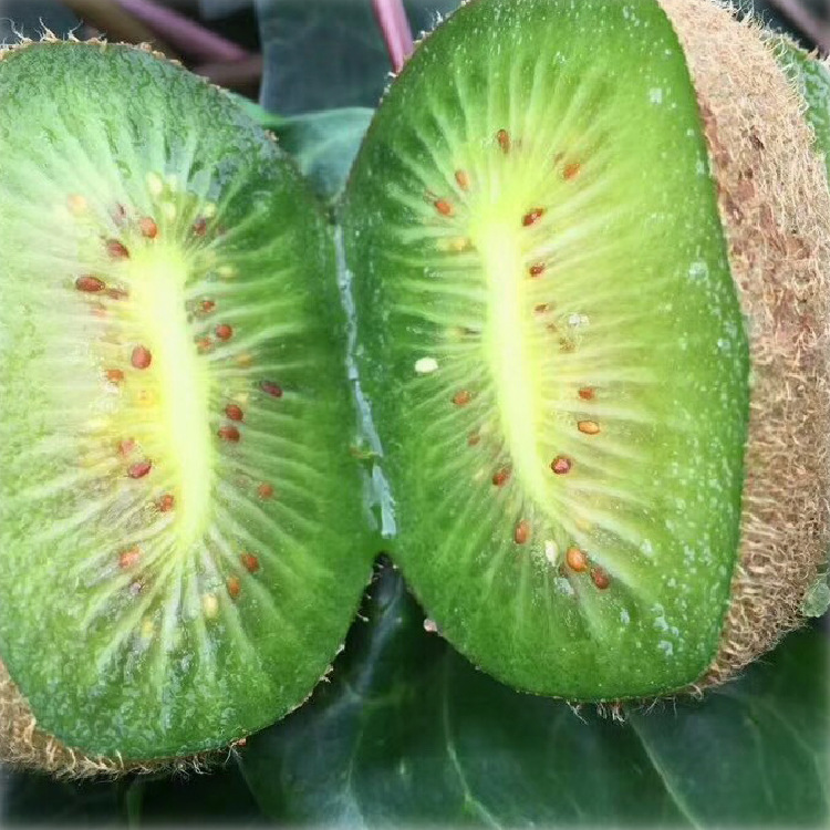 Sprout fruit Bright green Kiwi Chile Kiwi Kiwi