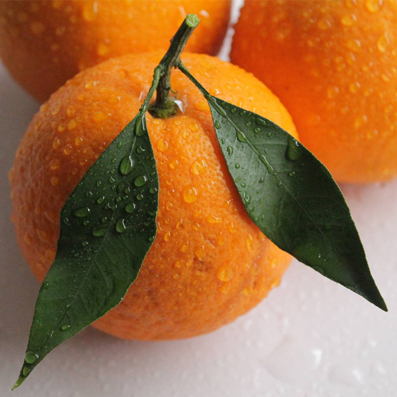 [51 activities]Sichuan Province Orange Orange Shiranui Harrow fresh Orange