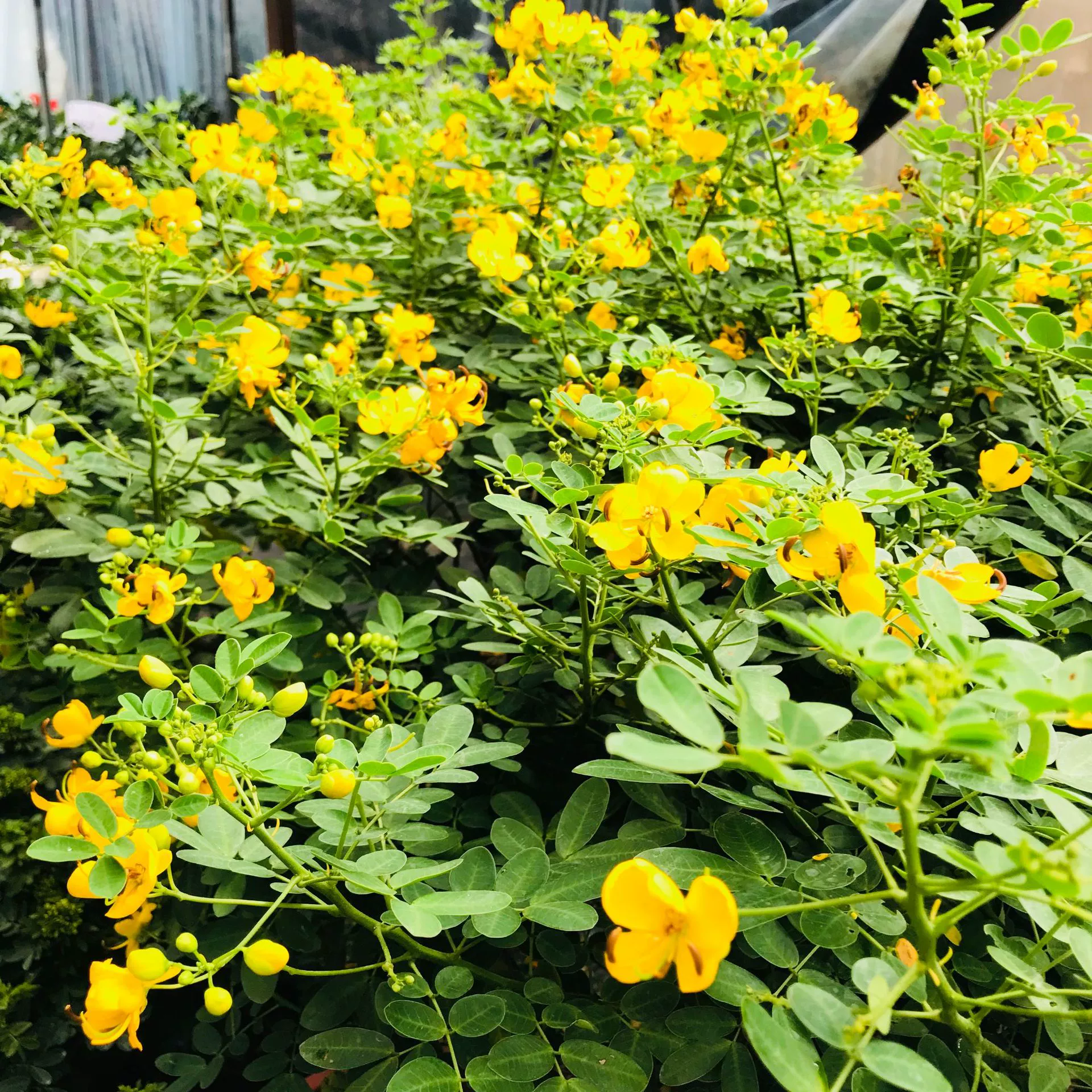 Тепличные продажи Крытый горшок двойной стручок Кассия Цветочные смотровые растения цветы горшок балкон двор растения оптом